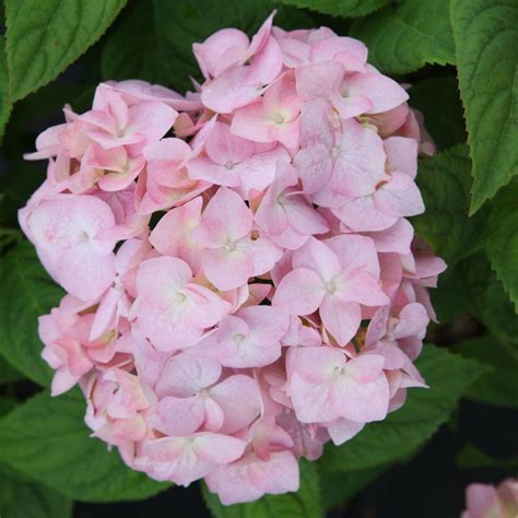 hydrangea rose