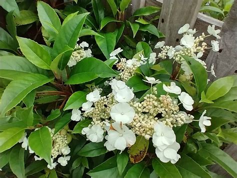 hydrangea seemannii care