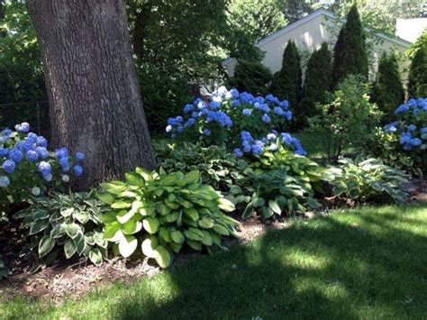 hydrangea shade