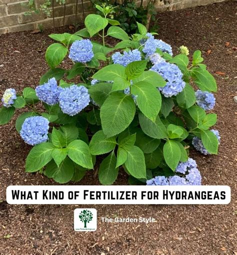 hydrangea slow release fertilizer