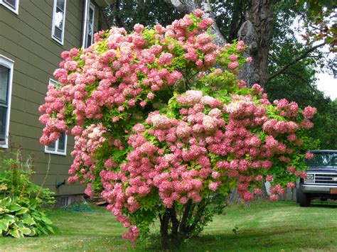 hydrangea tree pink