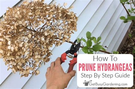 hydrangea trimming pruning