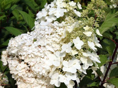 hydrangea unique