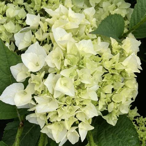 hydrangea vanilla sky white