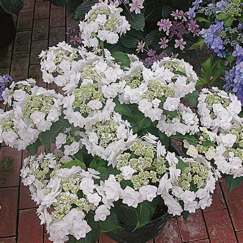 hydrangea wedding gown