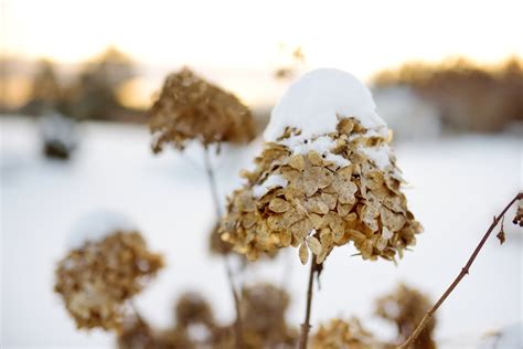 hydrangea winter time