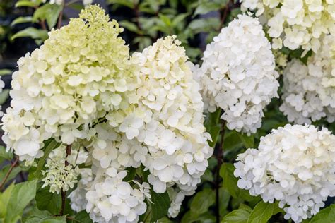 hydrangeas that like sun