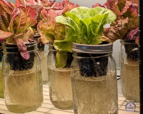 hydroponic jar garden