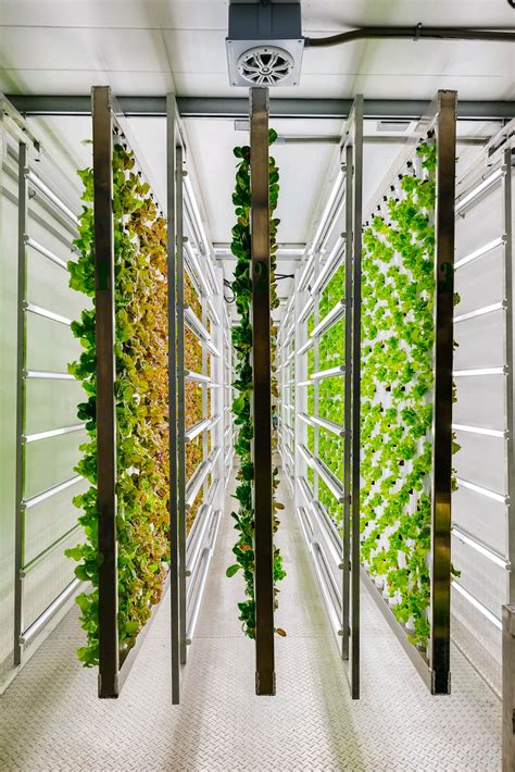 hydroponic vertical farming