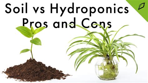 hydroponics vs soil