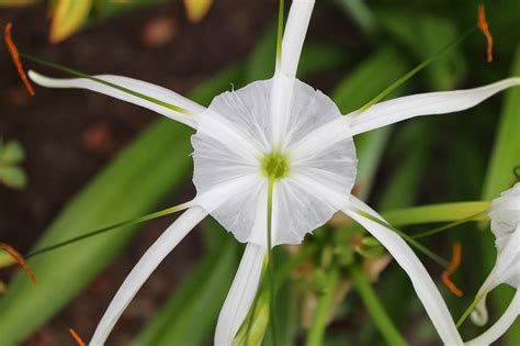 hymenocallis