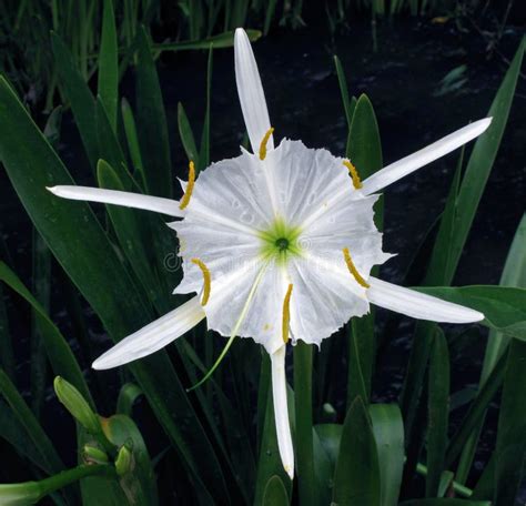 hymenocallis flower