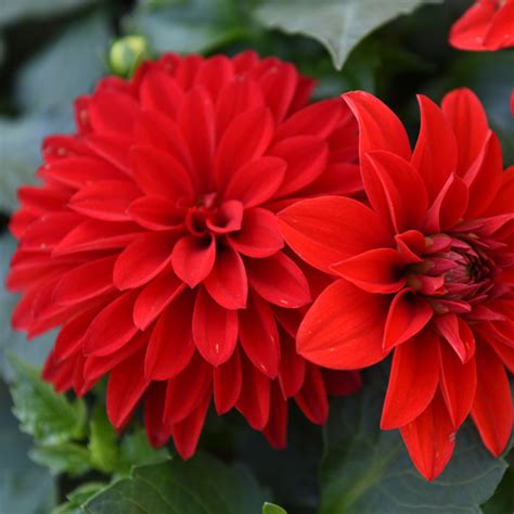 hypnotica dahlia