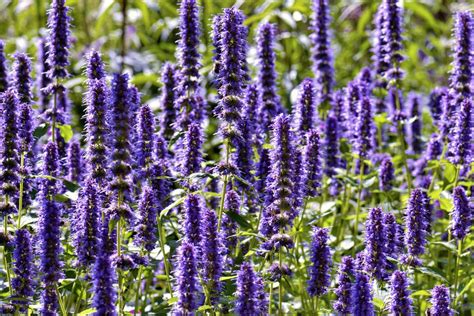 hyssop companion plants