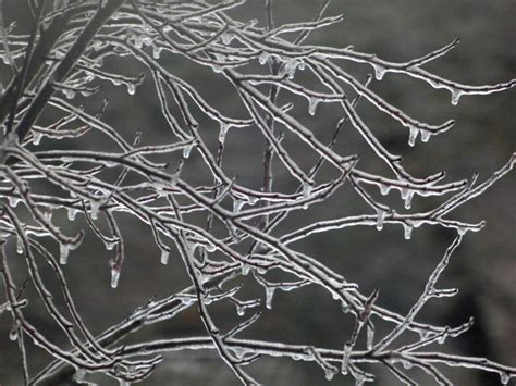 ice covered trees shrubs