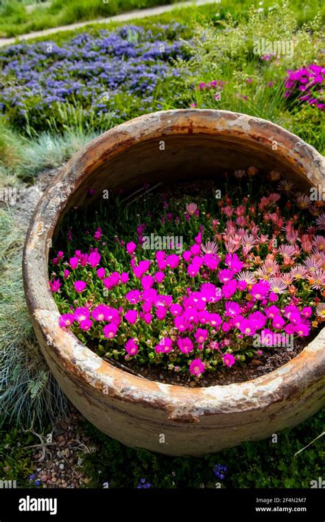 ice plant in pots