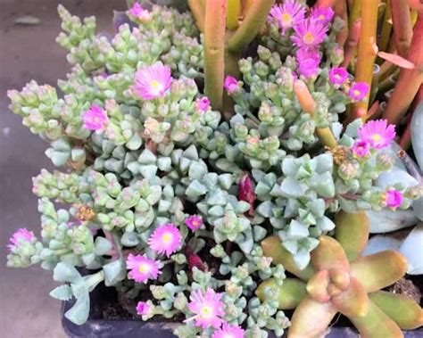 ice plant succulent care