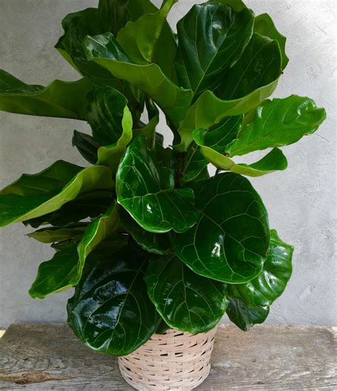Ideal Temperature for Fiddle Leaf Figs