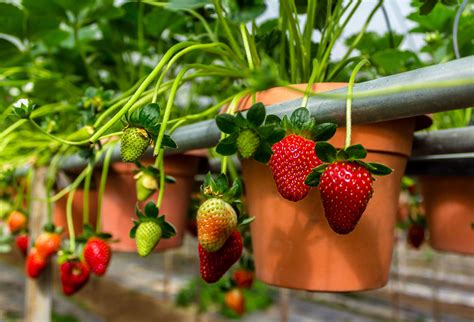 ideas for growing strawberries