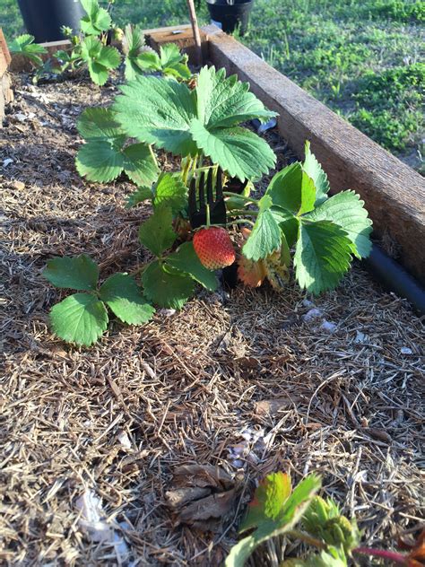 ideas to keep strawberries off the ground