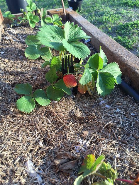 ideas to keep strawberries off the ground