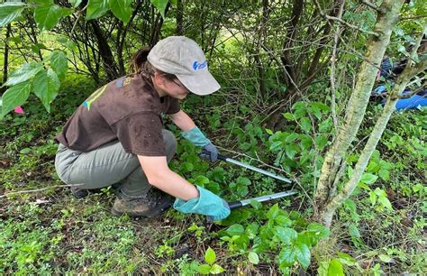 identifying invasive plants