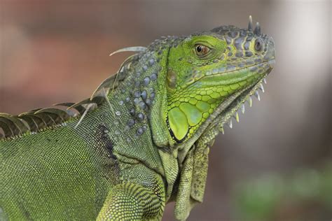 Iguana