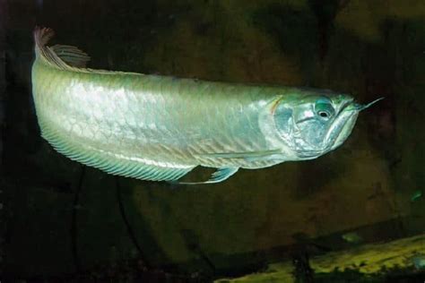 Makanan Ikan Arwana Silver Pellet