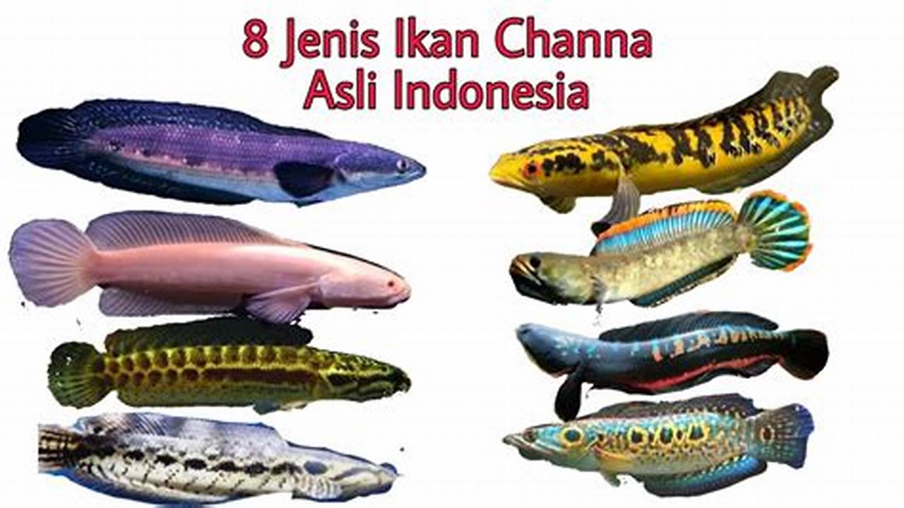Makanan Ikan Channa yang Populer di Indonesia