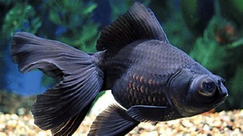 ikan koki warna hitam