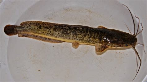 Ikan Lele Dewasa (7-15 cm)