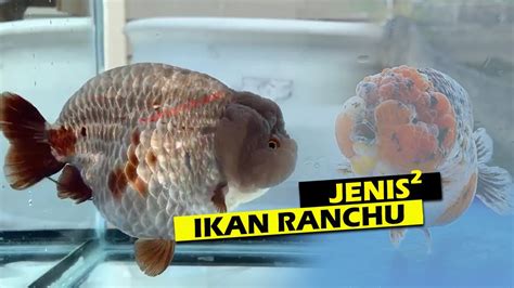Ikan Ranchu yang Stres