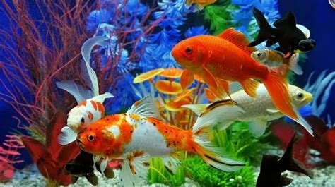 Ikan warna cerah di Indonesia