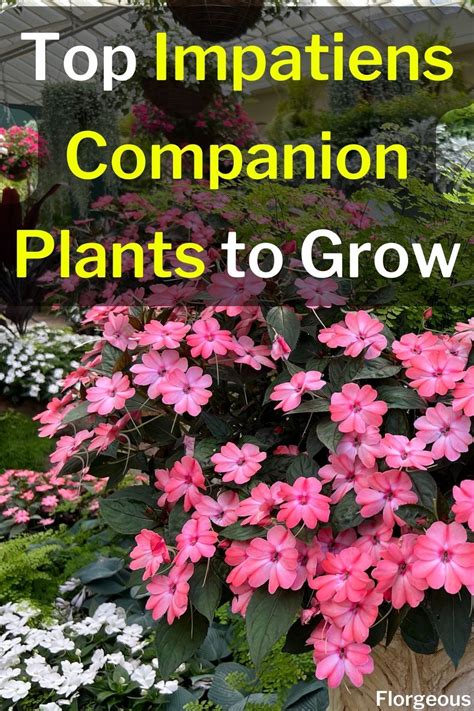 impatiens companion plants