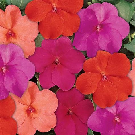 impatiens partial sun