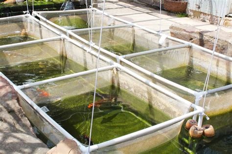 Improving tilapia fish farming practices