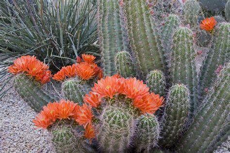 in what type of soil will cactus grow best