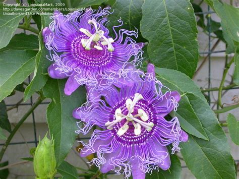 incense passion vine