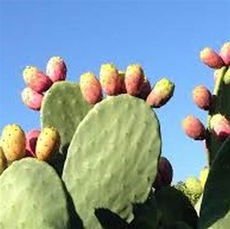 indian fig cactus