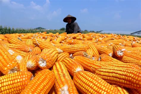 Potensi pasar jagung di Indonesia