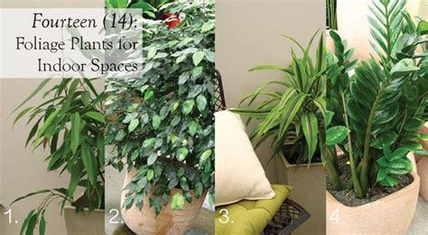 indoor foliage plants