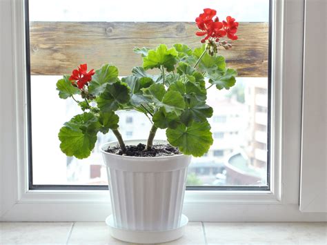 indoor geranium