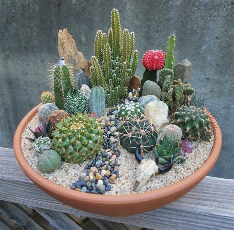 indoor mini cactus garden