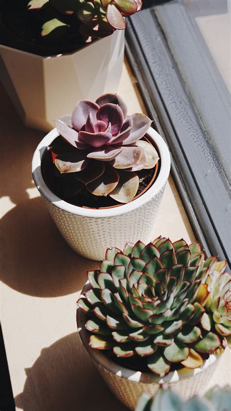 indoor succulent care for beginners