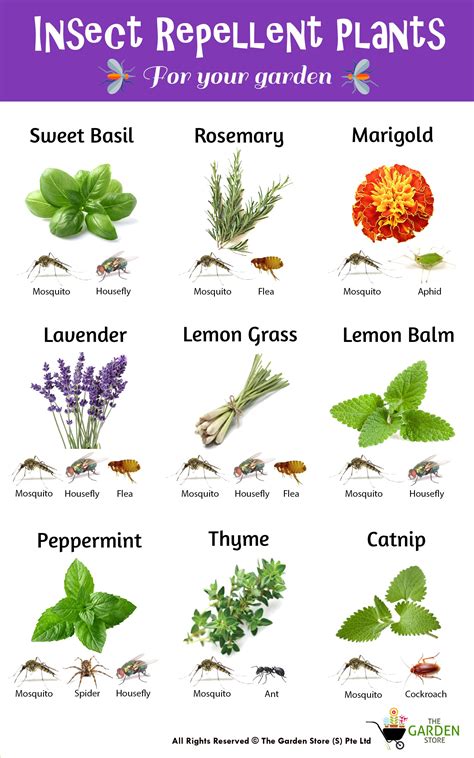 insect repellent plants vegetable garden