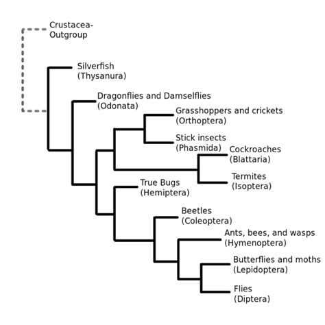 Insect Taxonomy Chart