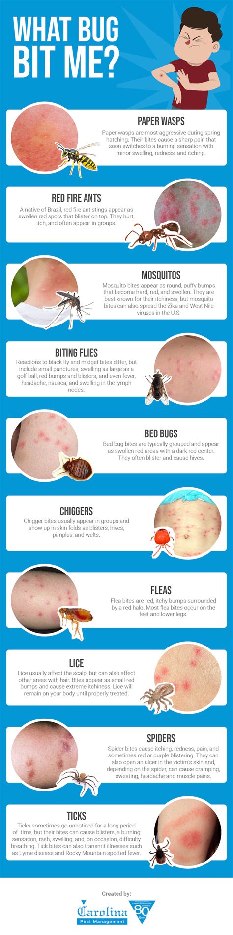 Insect Types Of Bug Bites Chart