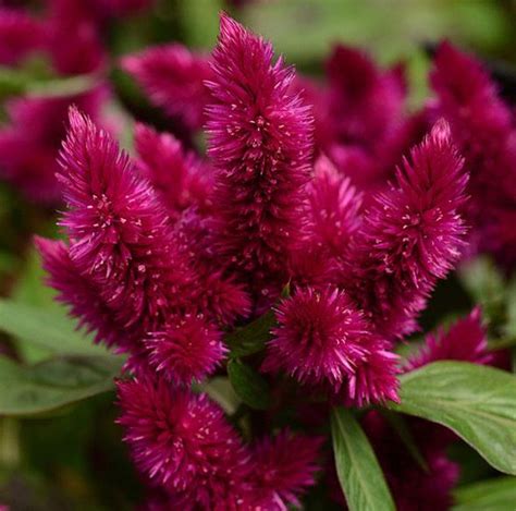 intenz celosia