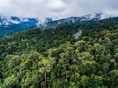 Internasional Hutan Kalimantan