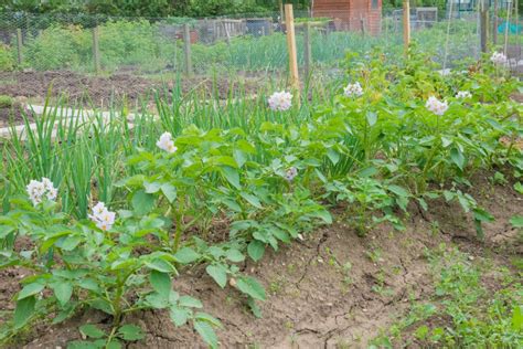 interplanting potatoes